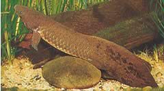 Neoceratodus forsteri Australijski Dipneuste, Barramanda z Aust.