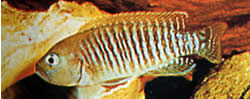 Neolamprologus multifasciatus Prążkowany lamprologus