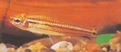 Neolebias trilineatus Afrykańska charakter z trzema zespołami
