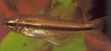 Neolebias unifasciatus Black Neolebias, afrykańska charakter dla zespołu