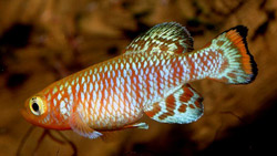 Nothobranchius rachovii