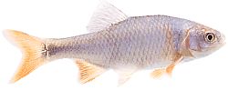 Notropis lutrensis (American IDE z czerwonymi płetwami)