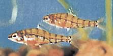 Odontocharacidium aphanes Odontocharacidium Aphanes