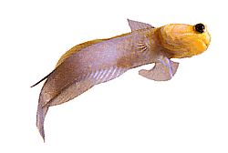 Opistognathus aurifrons (Opistognathe w Front Doré)