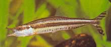 Paraphago rostratus Striped Fago