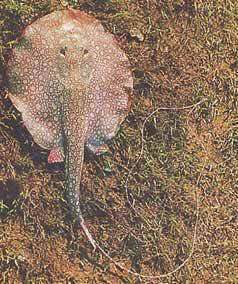 Paratrygon orbicularis (Linia orbikularna)