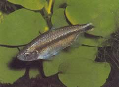 Petersius conserialis (Petersius Conseialis)