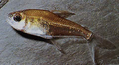 Phenacogaster megalostictus Duża plama szklana tetra