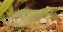 Phenacogaster pectinatus (Pectinatus, Złoty zespół Tetra)