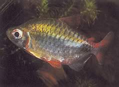 Phenacogrammus altus (Wysokie Kongo Tetra)