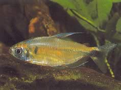 Phenacogrammus ansorgii (Wspólne imię: Kongo Konga de Ansorge)