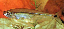 Piabucus dentatus Tetra Piabuco Zagrzewnik