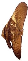 Platax orbicularis Ryba nietoperzy orbikularna