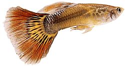 Poecilia reticulata (Guppy)