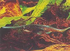 Polyodon spathula (Mississippi Polyodon)