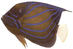 Pomacanthus annularis Ryba pierścieniowa
