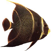 Pomacanthus paru Francuski anioł