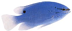 Pomacentrus caeruleus Niebiesko-zielona dama