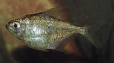 Poptella longipinnis Długie płetwy tetra