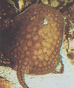 Potamotrygon reticulatus Odbudowana linia słodkowodnej