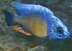 Protomelas steveni taiwan (Fenestratus Tajwan, Steveni Taiwan)