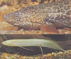 Protopterus aethiopicus aethiopicus Protopter Etiopia