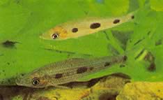 Pseudanos gracilis (Anostomus Grasile)