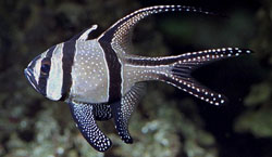 Pterapogon kauderni Apogon z Banggaï