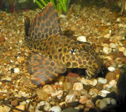 Pterygoplichthys gibbiceps (Pleco Royal)