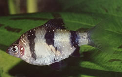 Puntius nigrofasciatus Brodowa czerwonej głowy, brodaty czarnuch
