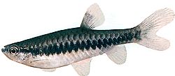 Pyrrhulina beni