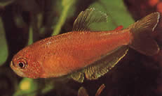 Rachoviscus crassiceps Charakter z grubą głową, złotą tetrę