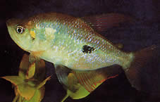 Rhoadsia altipinna (Tetra-arc-en-cyno)