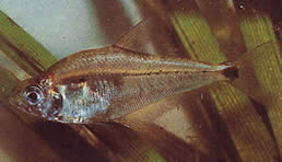 Roeboides paranensis Hunchback, głowa na dnie Paragwaju