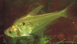 Roeboides thurni (Tetra szklana kciuka)