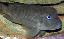 Steatocranus casuarius (Hunchback Head, hełmetowany cichlid, głowa lwa)
