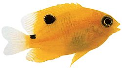 Stegastes planifrons