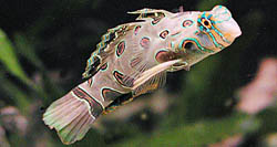 Synchiropus picturatus Mandaryn położył się