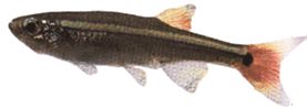 Tanichthys albonubes