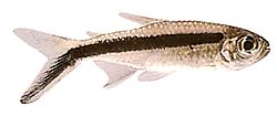 Thayeria boehlkei