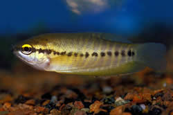 Trichogaster pectoralis (Węża skóra Gourami)