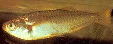 Triportheus albus Tetra-twórca z żółtymi płetwami