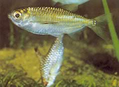 Triportheus pictus (Srebrny tetra-slash)