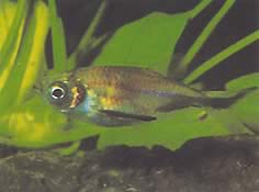 Triportheus rotundatus (Okrągła kusza Tetra)