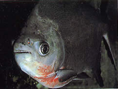 Utiaritichthys sennaebragai Czerwony brzuch Piranha