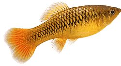Xiphophorus variatus Platy Parrot