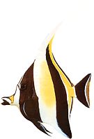 Zanclus canescens (PLICER)