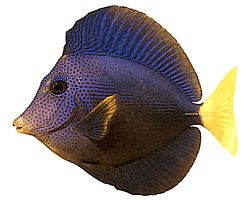 Zebrasoma xanthurum (Acanthure żółty)